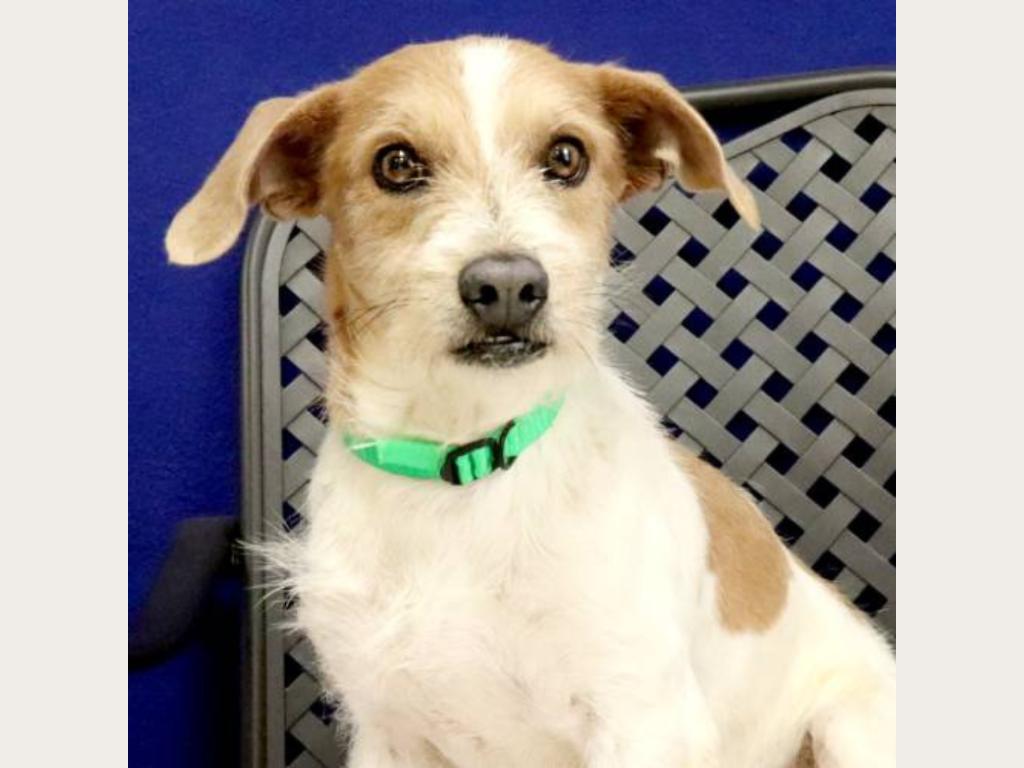 Be Parker's Grand Fan