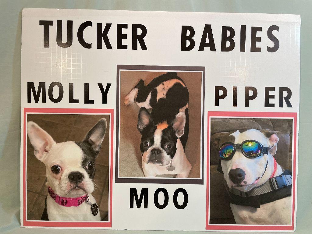 Tucker Babies Molly, Moo, Piper