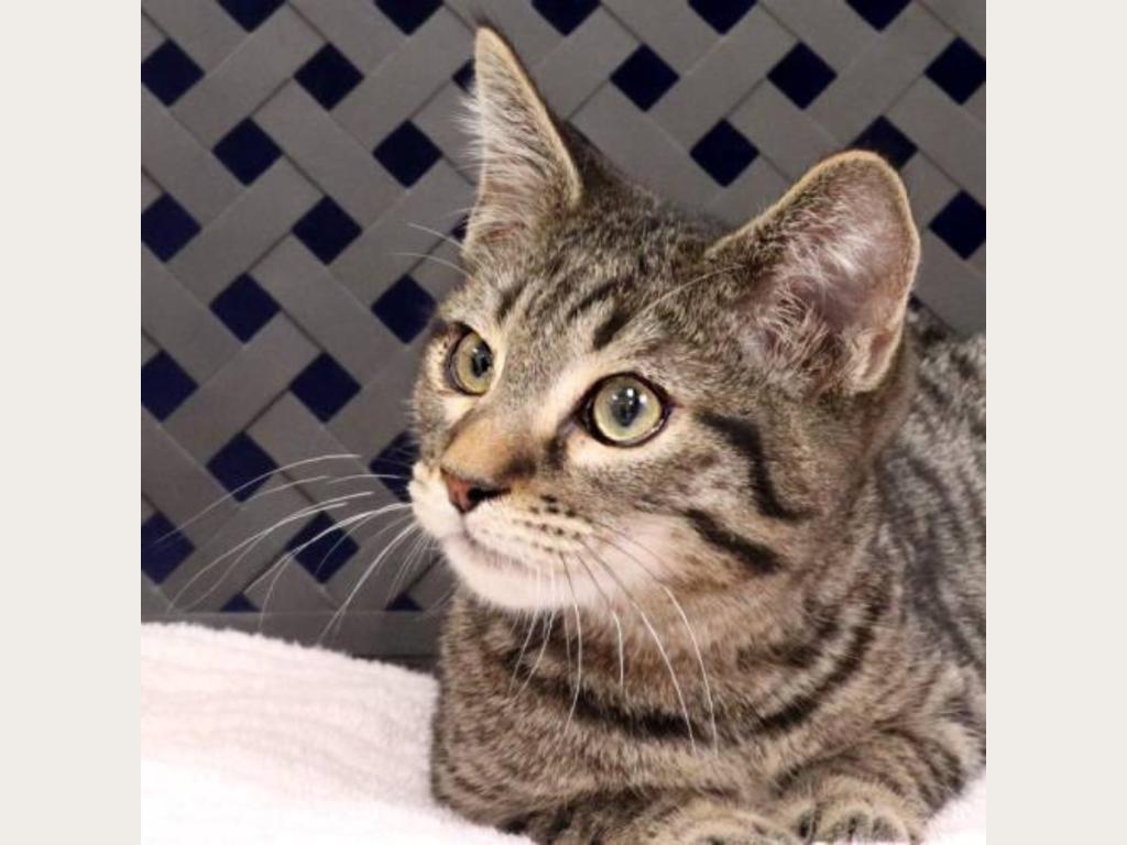 Be Calvin's Grand Fan