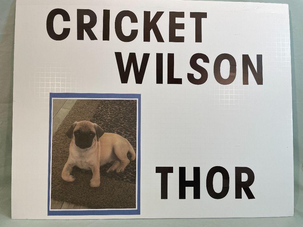 Thor - Cricket Wilson