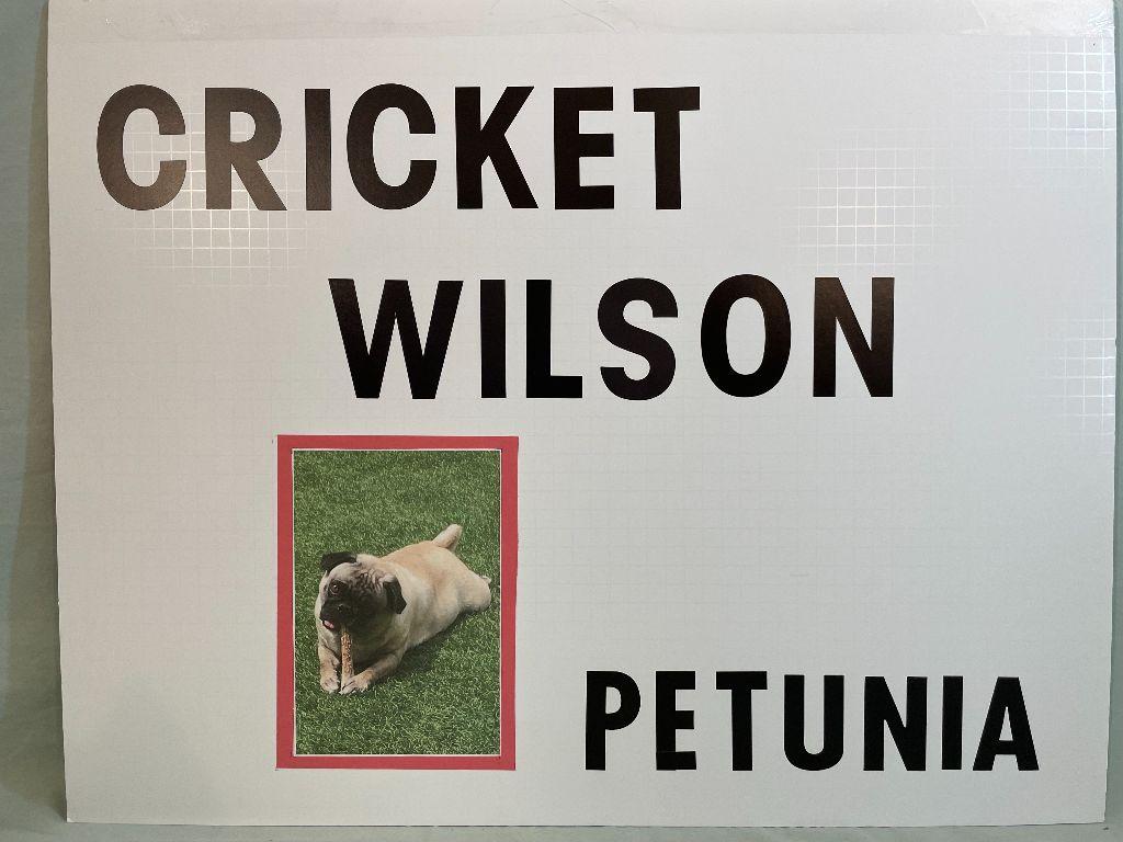 Petunia