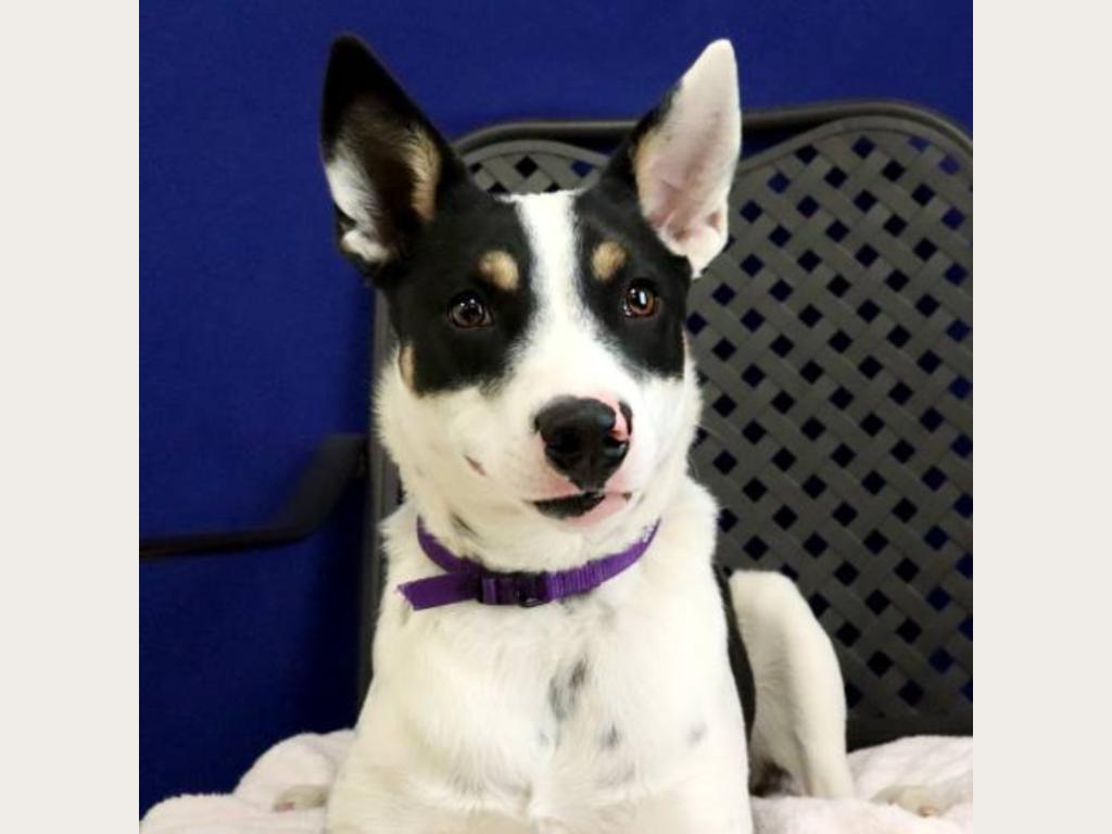 Be Agatha's Grand Fan