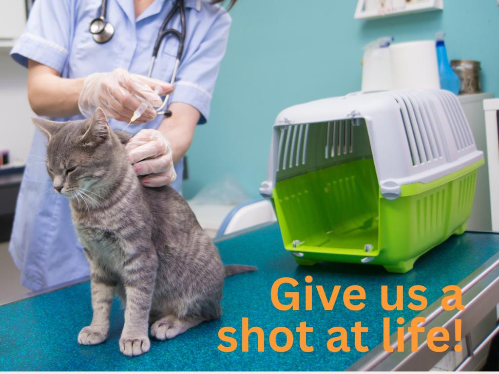 Fund the Cost of a Pet's Vaccincations