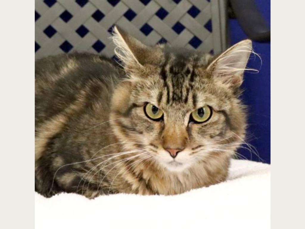 Be Hollis' Grand Fan