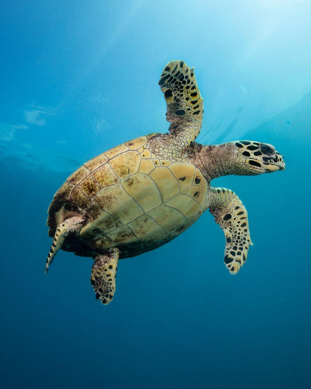 Sea Turtle Print