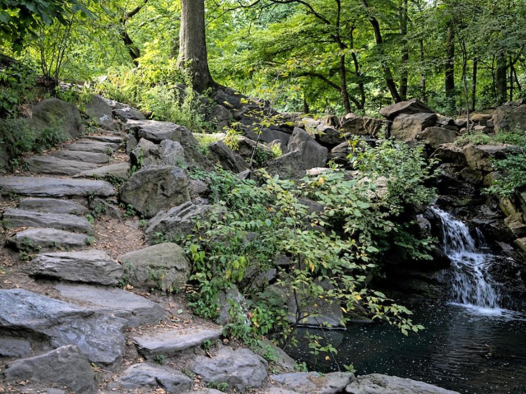 Nature Tour of Central Park's North Woods: Flowers a...