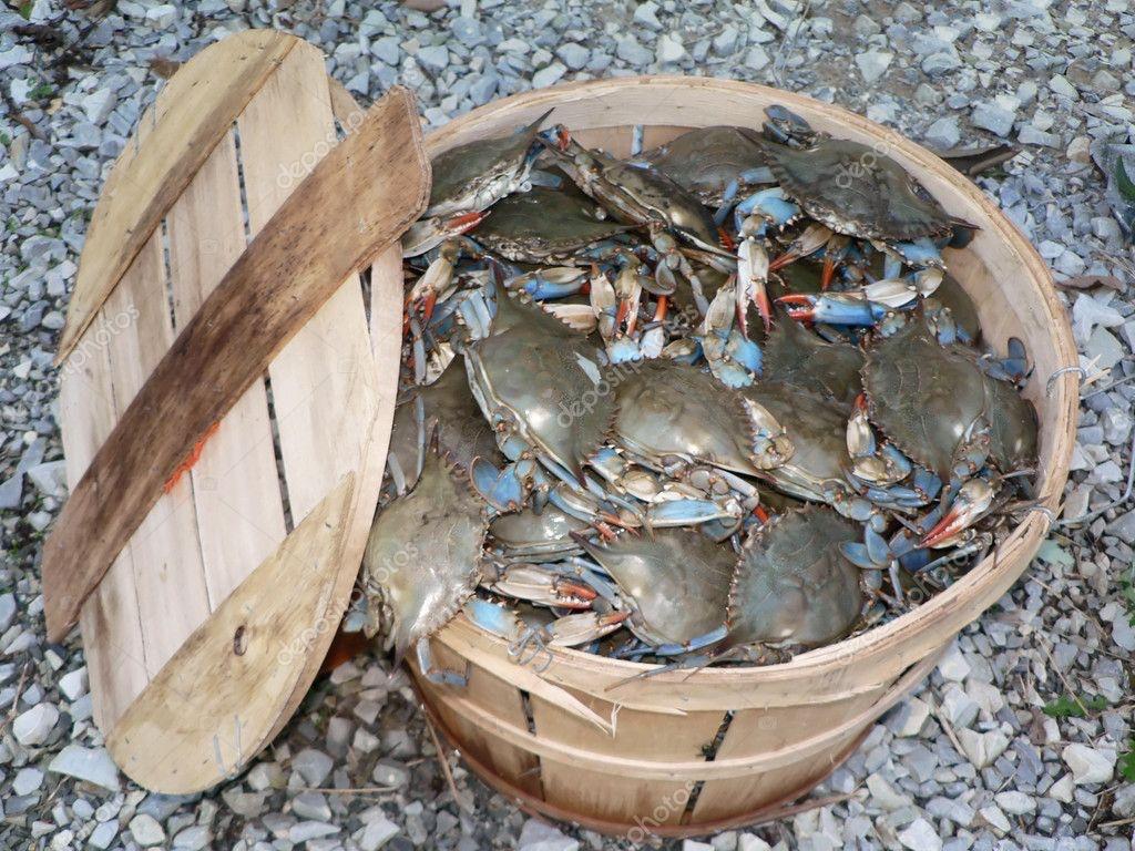One (1) Bushel of Female Crabs
