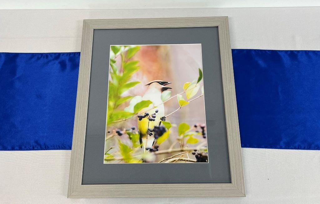 Cedar Wax-Wing Framed Print