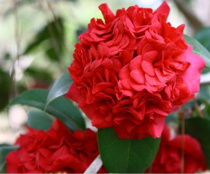 Jackson Camellia Society- Professor Sargent Camellia