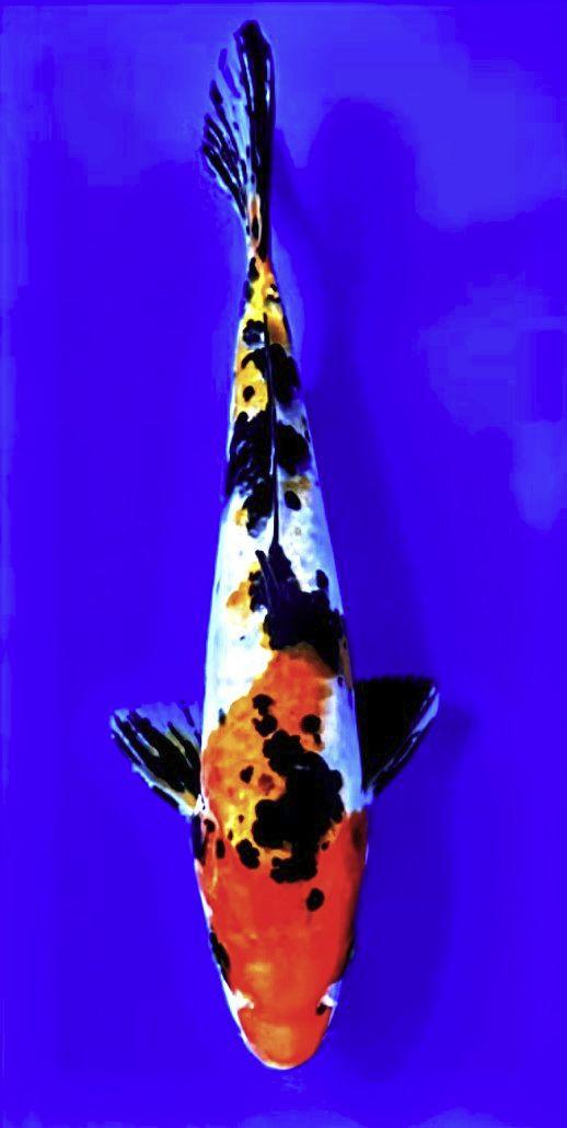 Falling Waters Genuine Japanese Koi