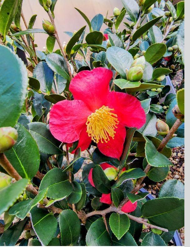 Jackson Camellia Society- Yuletide Sasanqua Camellia