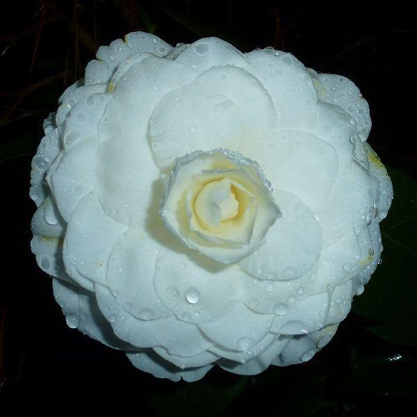 Jackson Camellia Society- Nuccio's Gem Camellia