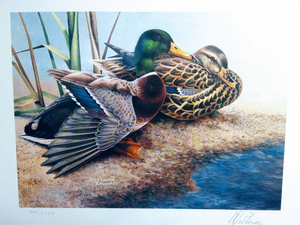 Ducks Unlimited Framed Mallard Print with Duck Stamp