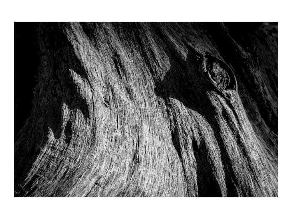 Tree Challenge - Mark Allen,  First Exposures Mentor