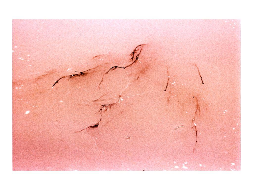 Branch in the River - Caitlin Crow, First Exposures Mentor Alumni