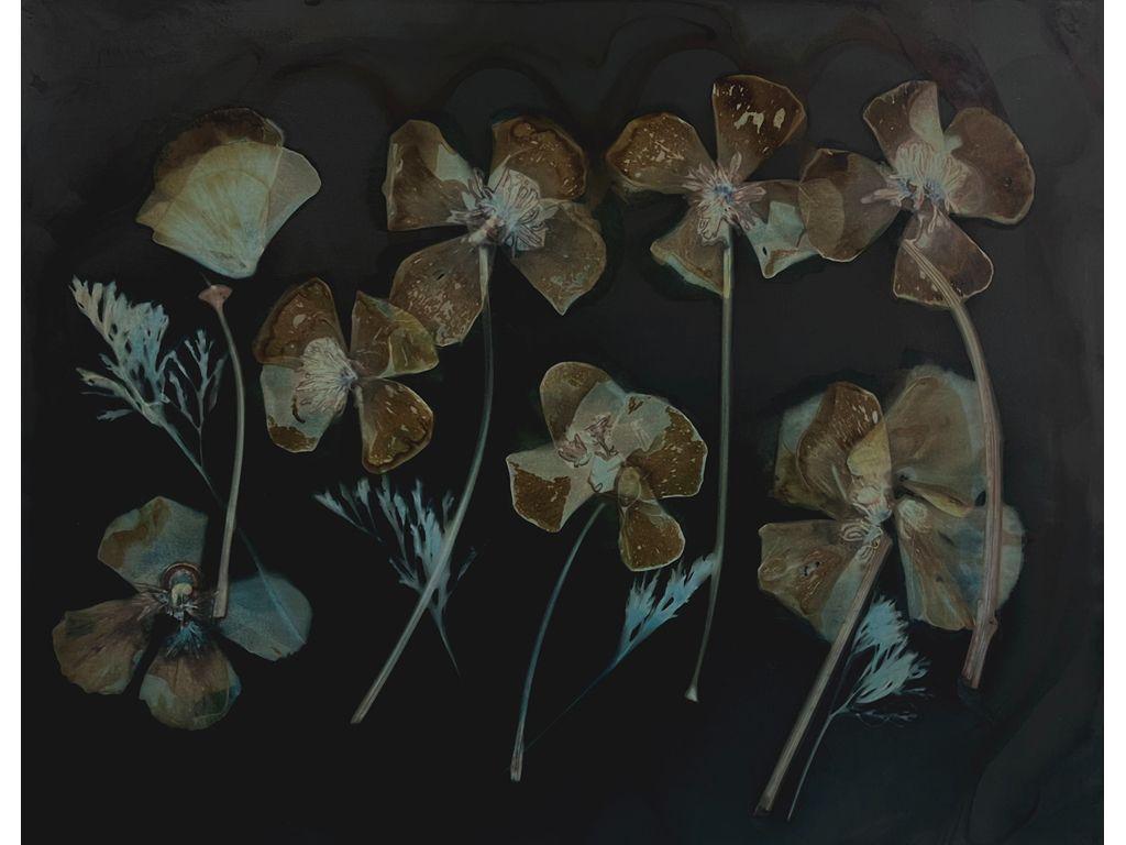 Jeanne Hauser, First Exposures Mentor - Poppies