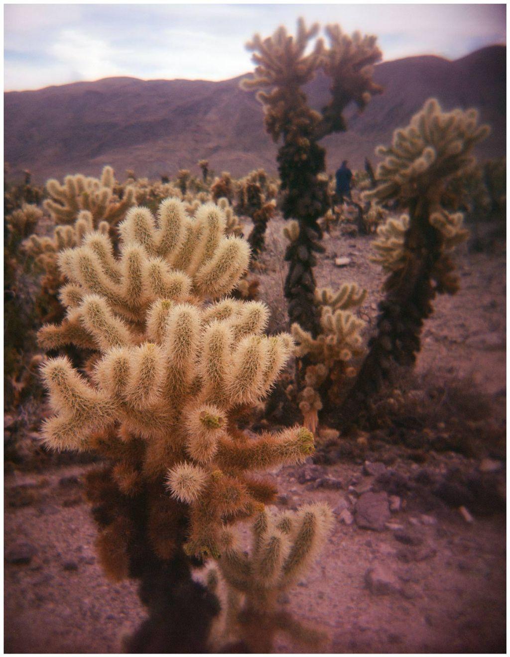 Cholla 1 by Kristine Mendoza, Former First Exposures...