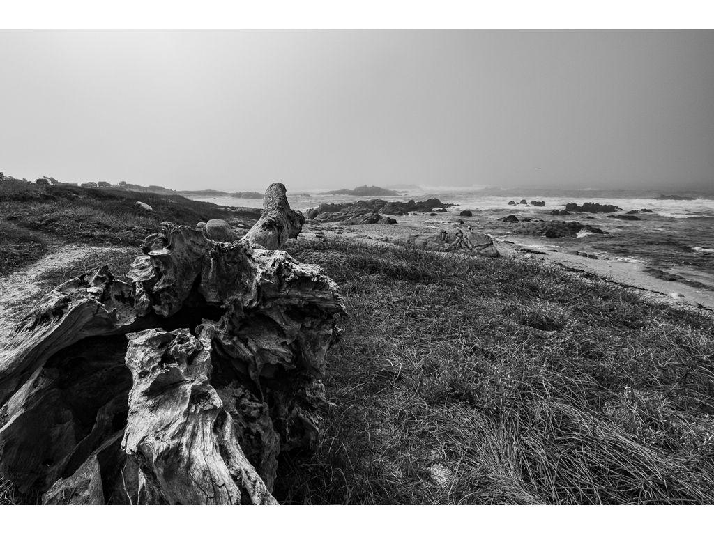 Eisuke Muroga, Friend of First Exposures - Driftwood