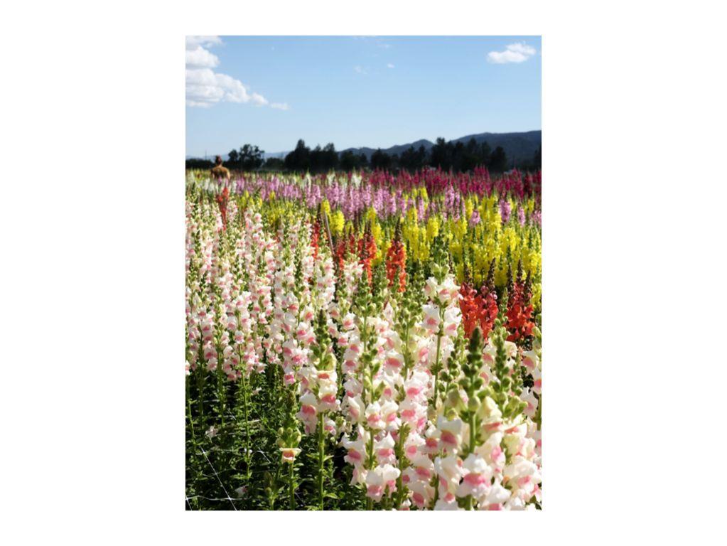 Snapdragons - Ren Vargas, First Exposures Mentor Alu...