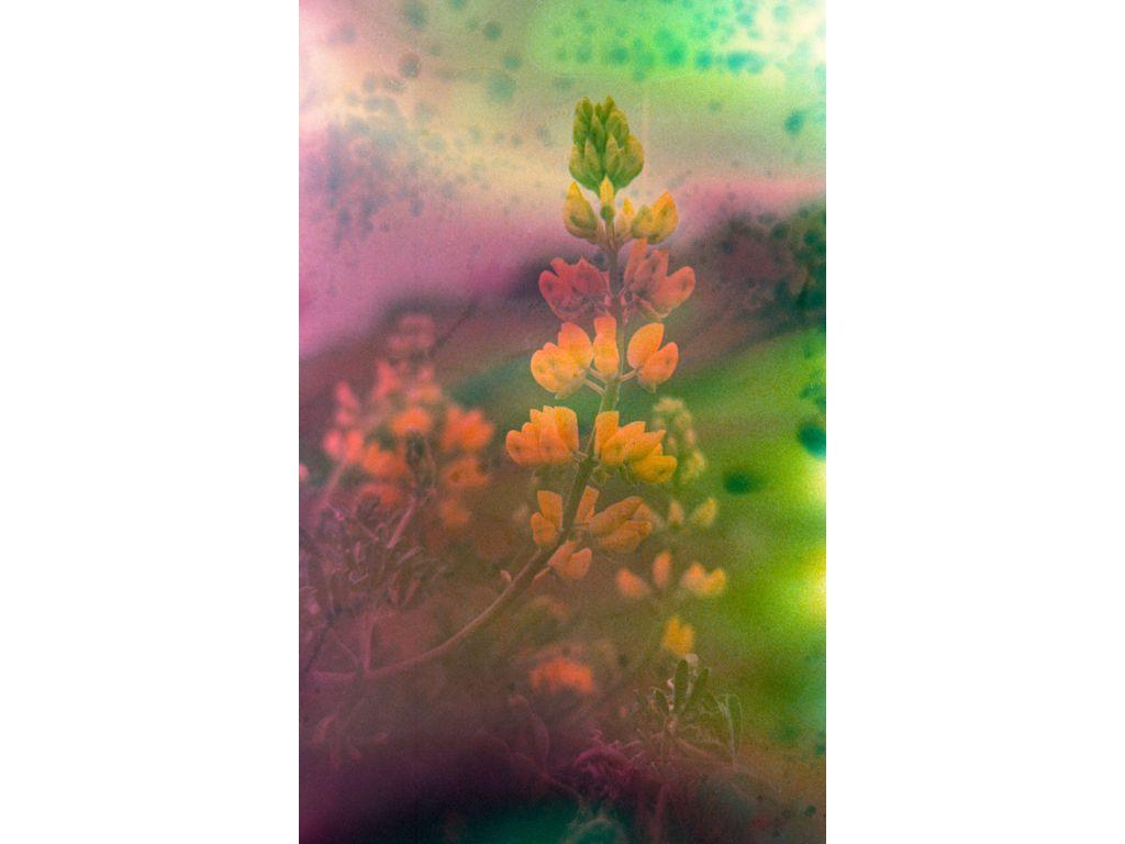 Daniel Plotnick, Friend of First Exposures - Spring ...
