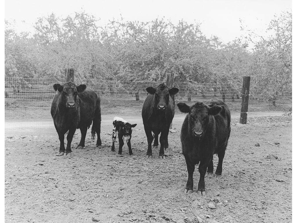 The Cows at Blythe - Michael Favagrossa, Friend of F...