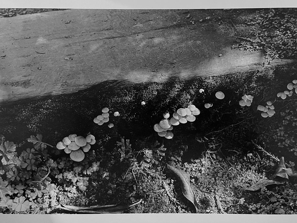 Tierra - Juliana Martinez, First Exposures Mentor