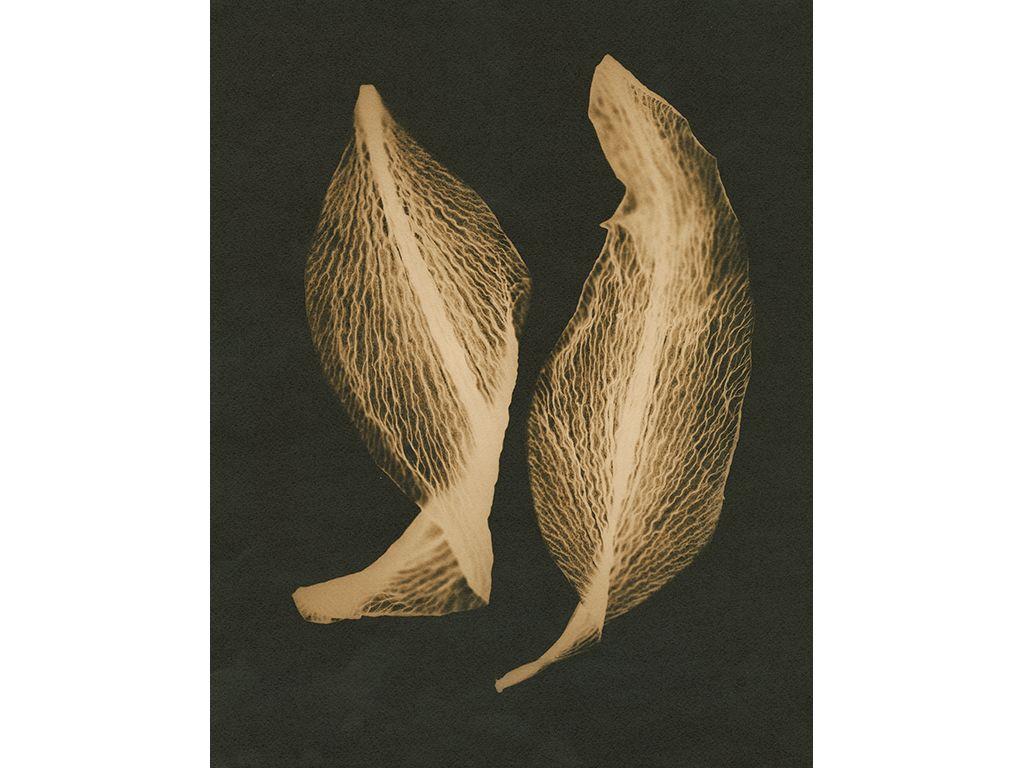 Lily Petals x2, The Secret Life of Plants - Ron Moul...