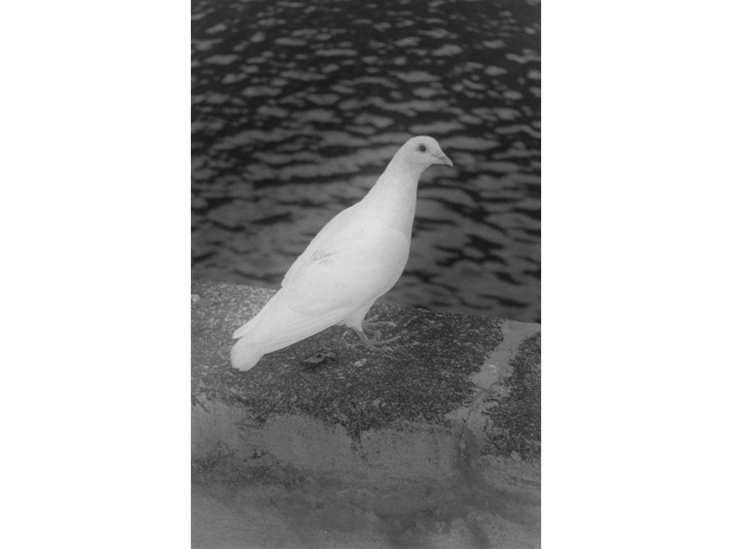 Untitled - Kyle Smith, Friend of First Exposures