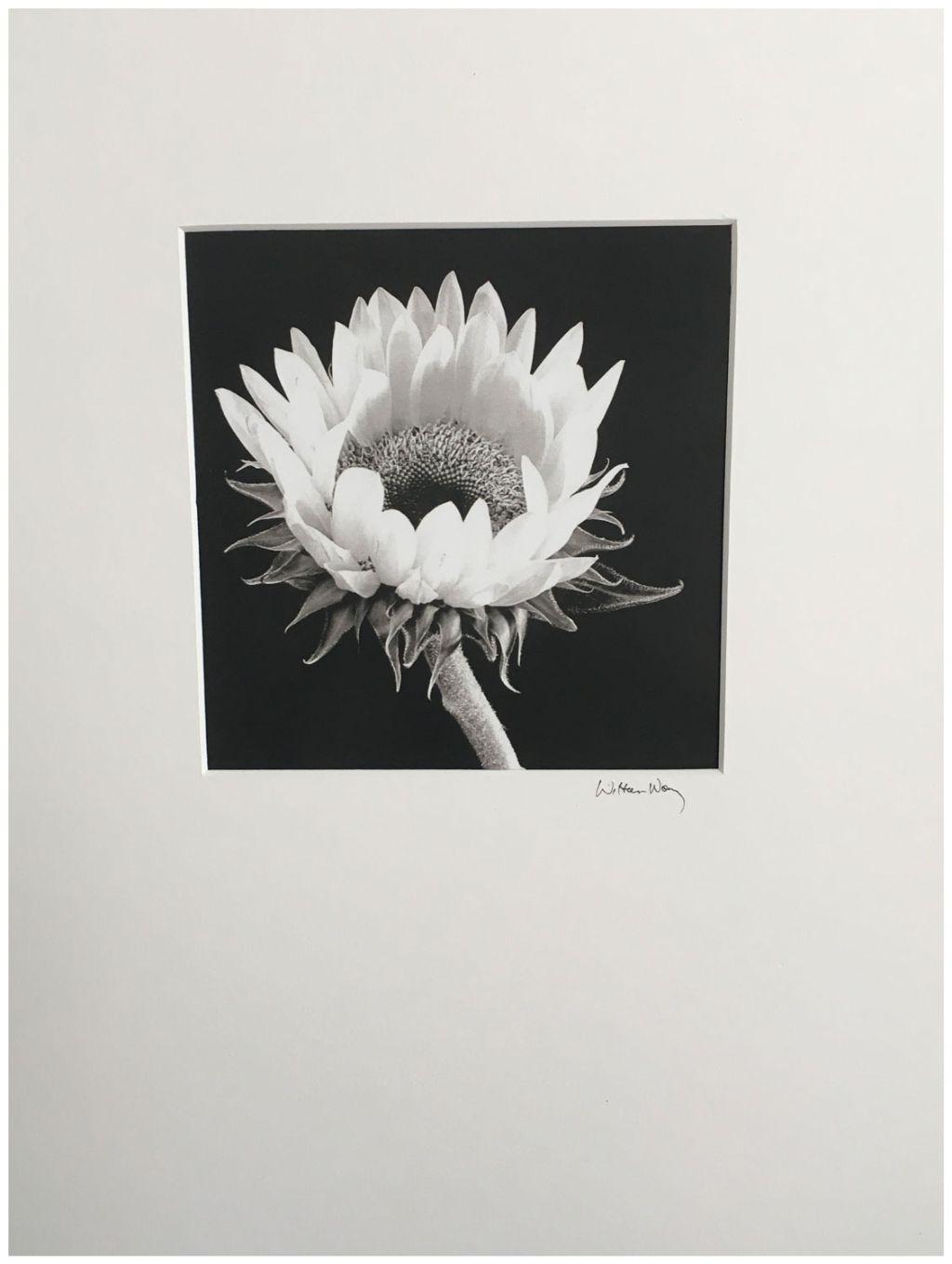 Sunflower Study #1 by Wilton Wong, First Exposures M...