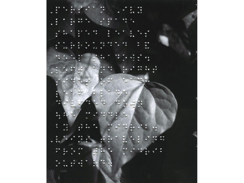 Sean Keelan, First Exposures Mentor - Persian Ivy
