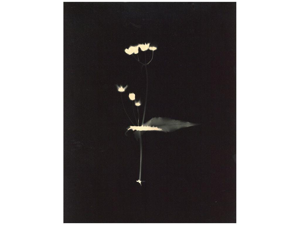 Binh Danh, Friend of First Exposures - Untitled (2)