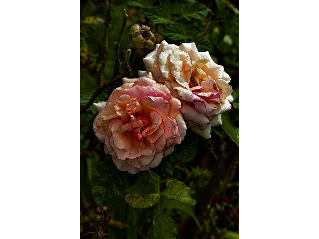 Untitled (LFGB 2025 Invitation) - Rebecca Vasquez, F...