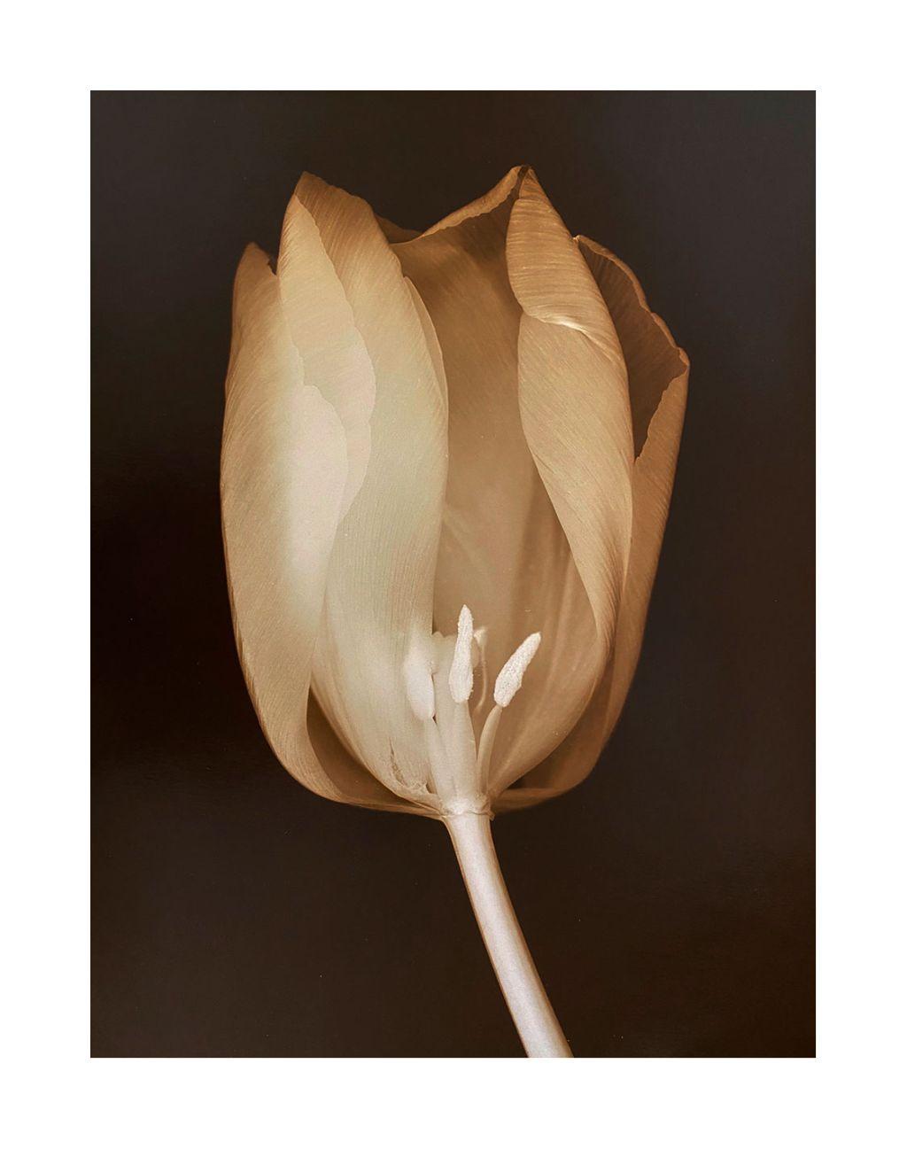 Tulip Opening by Ron Moultrie Saunders, First Exposu...