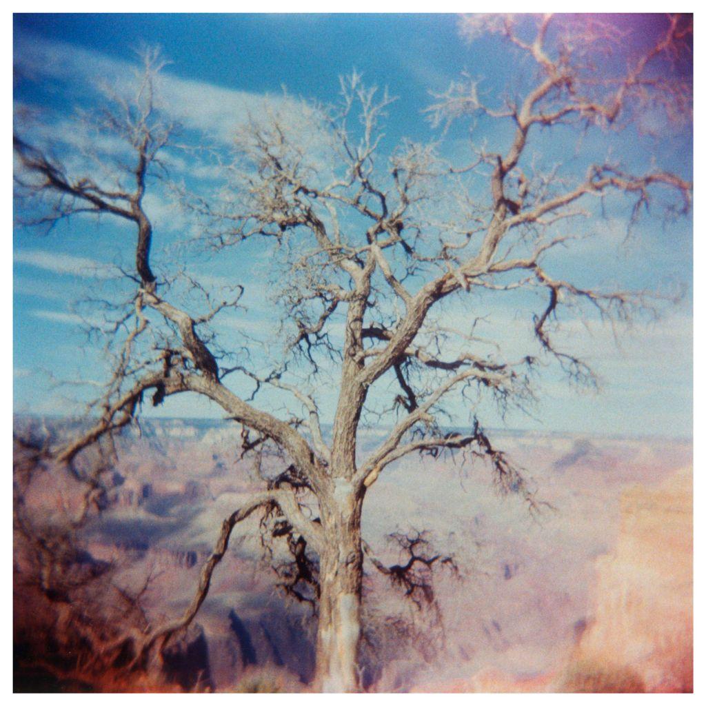 Tree at the Grand Canyon by Mary Celojko, Friend of ...