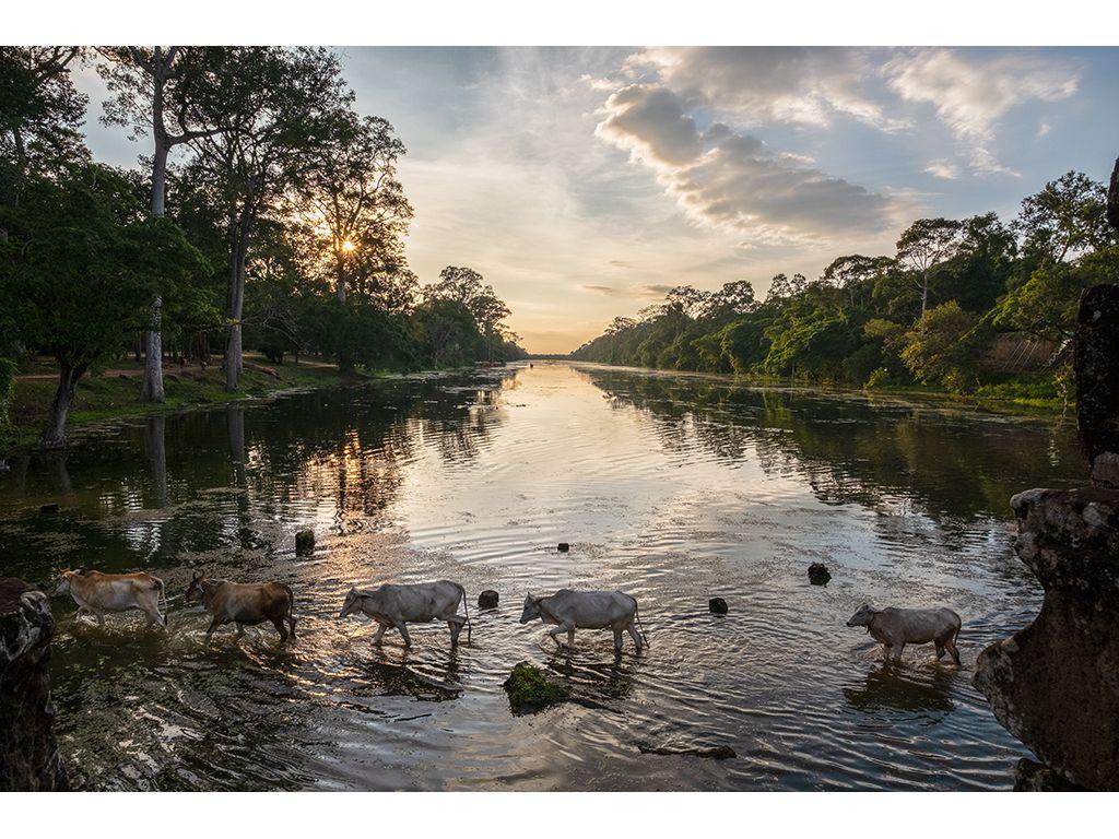 Cows Crossing Angkor Thom South Gate - Eisuke Muroga...