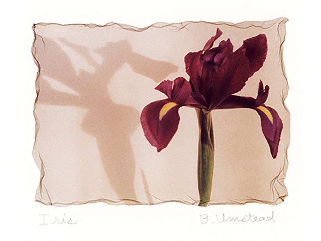 Iris - Barry Umstead, Friend of First Exposures