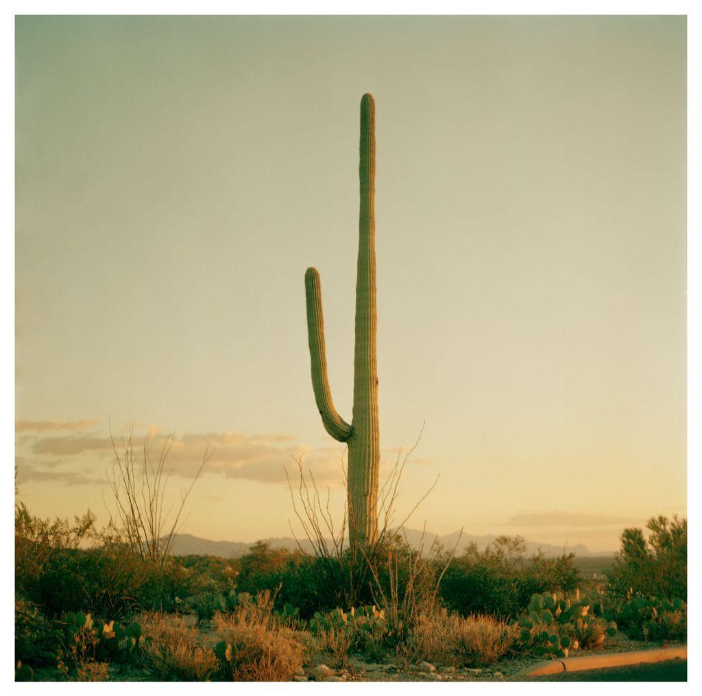 Saguaro by Jin Zhu, Former First Exposures Mentor