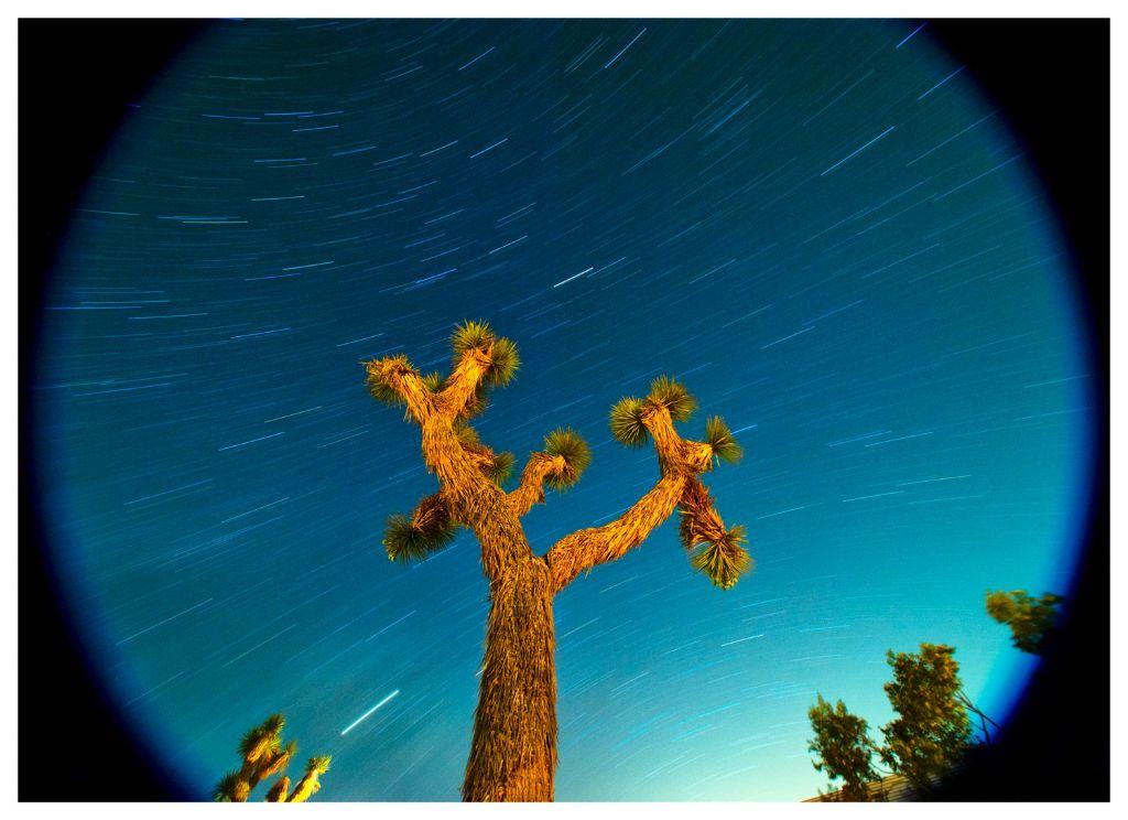 Joshua Tree by Lindsey Lutts McGuire, First Exposure...
