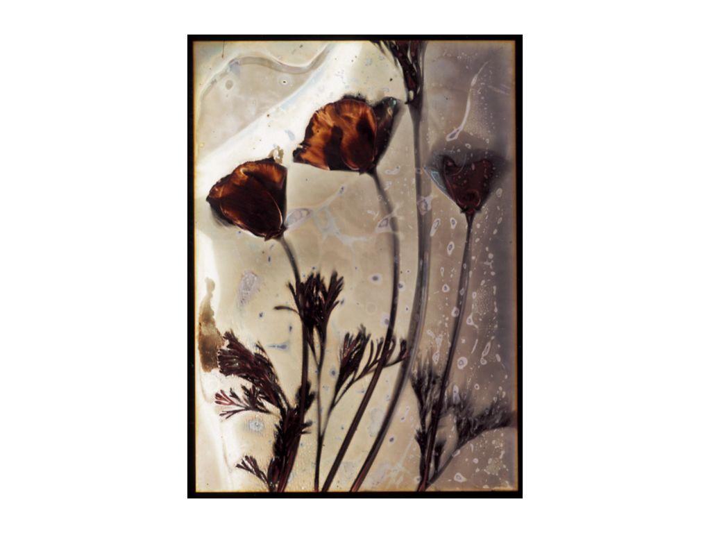 Lumen Study (California Poppies) - Mary Celojko, Friend of First Exposures