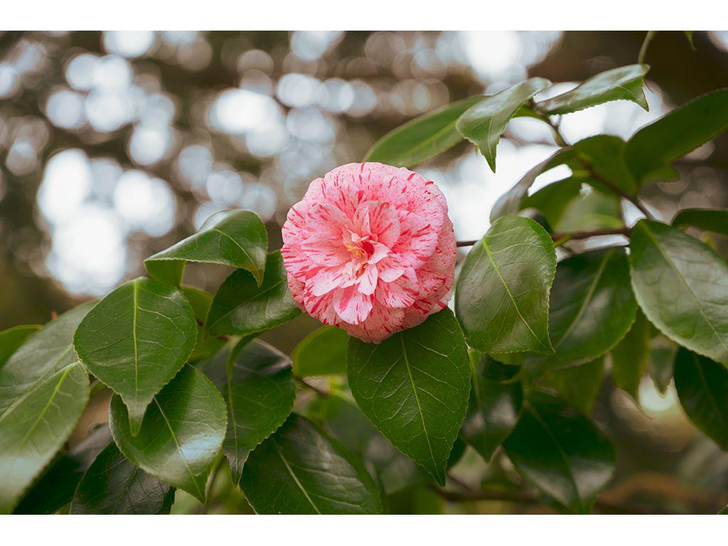 Blossom - Karina Patel, First Exposures Mentee Alum ...