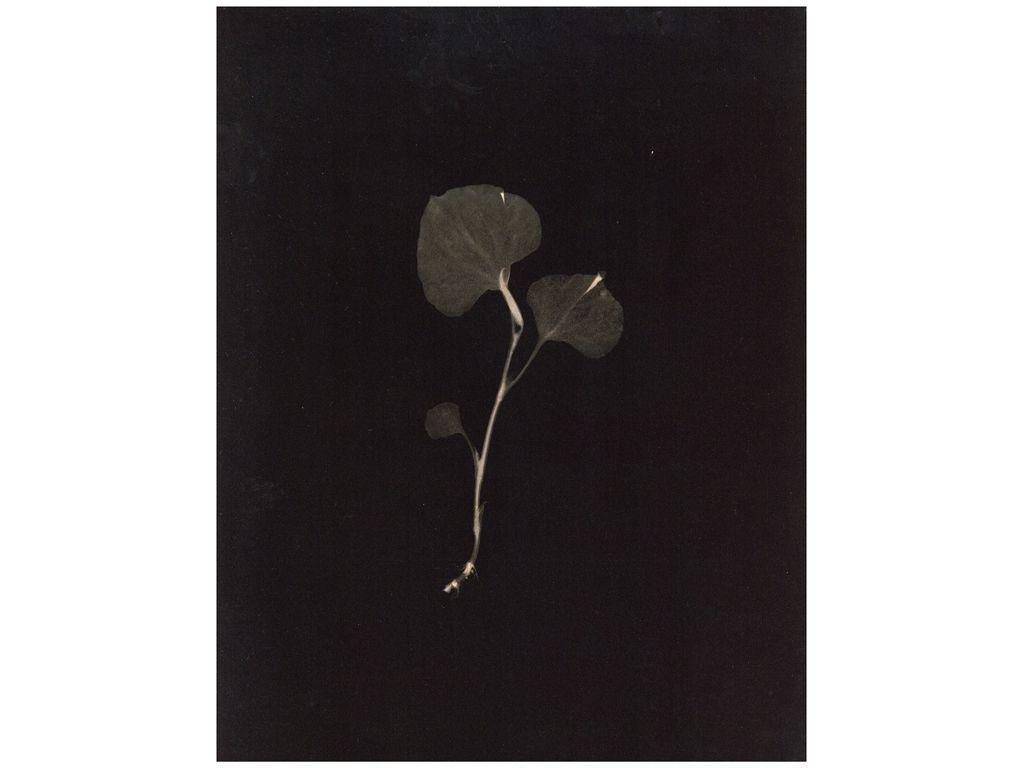 Binh Danh, Friend of First Exposures - Untitled (1)