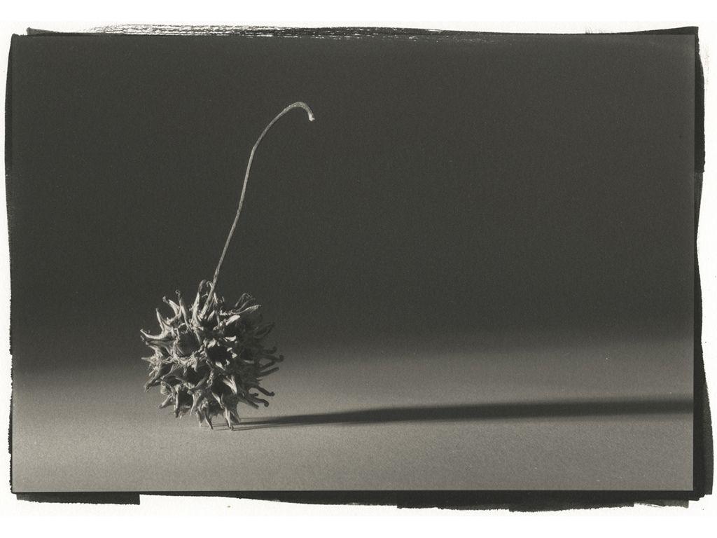 Yelena Zhavoronkova, Friend of First Exposures - Gra...