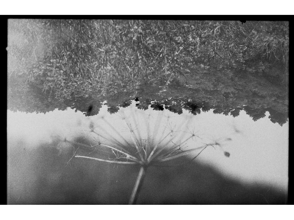 Beatrice Thornton, Friend of First Exposures - Seedp...