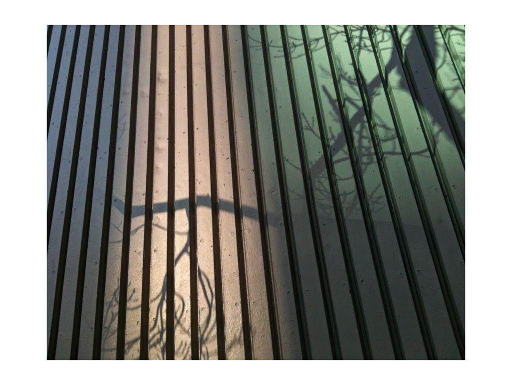 Shadow Trees - Rose Borden,  First Exposures Mentor
