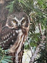 Ken Bonner  ''Saw Whet Owl'' (photograph)