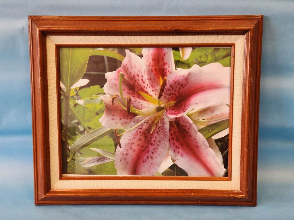 Stargazer Lily