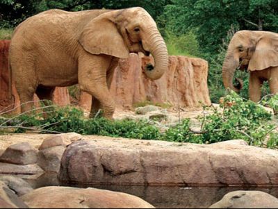 Riverbanks Zoo - Four Tickets for Zoo Admission