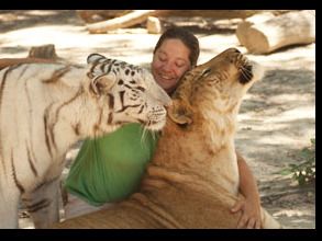 Tiger World - Family Admission Pass (Four People)