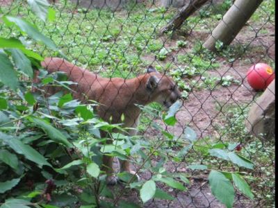 Western NC Nature Center (Asheville, NC) - TWO One-Day Guest Passes