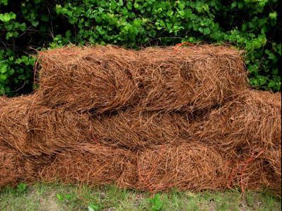 Nicholson Farms Pineneedles - $25 Gift Certificate